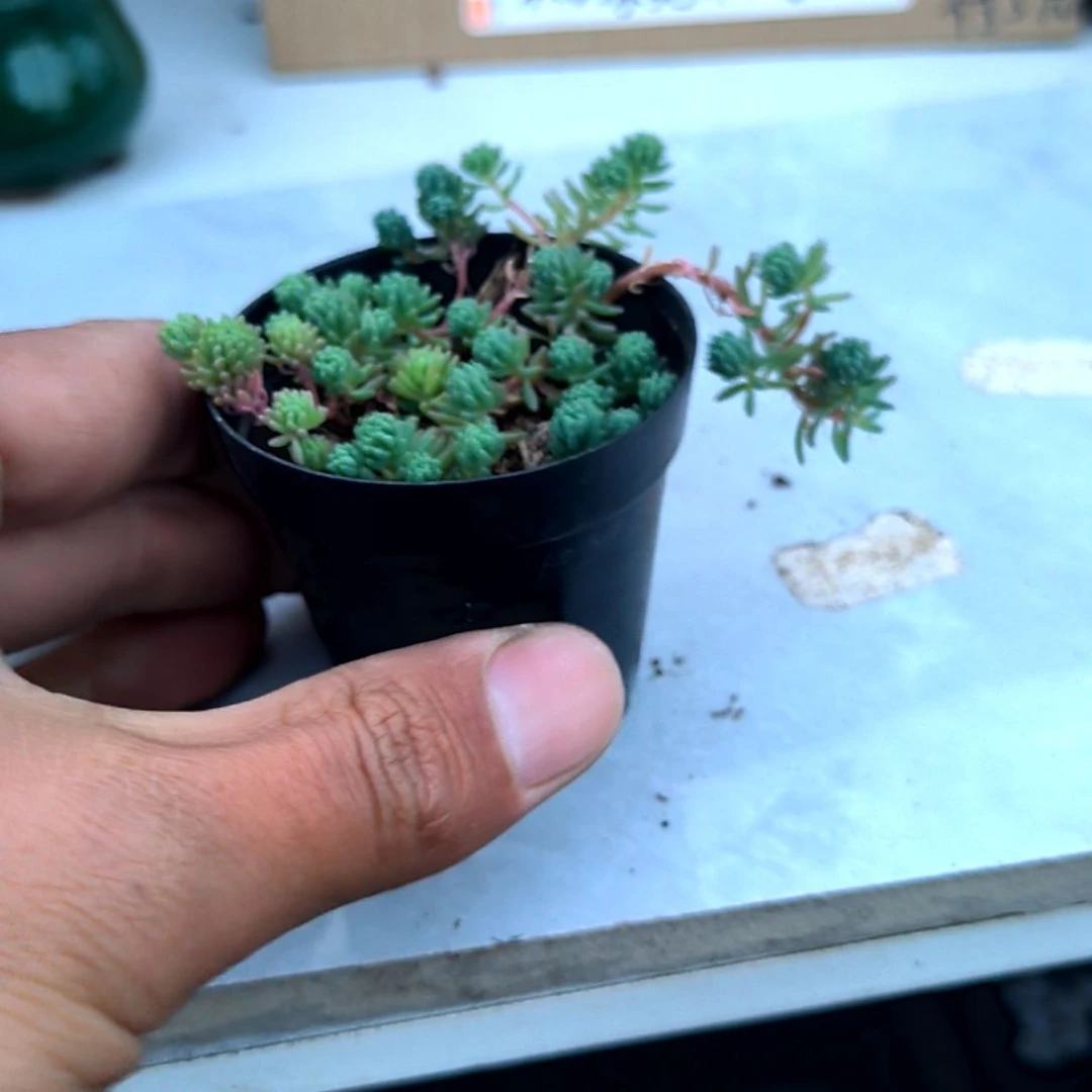 满6元包邮，薄雪草拇指盆