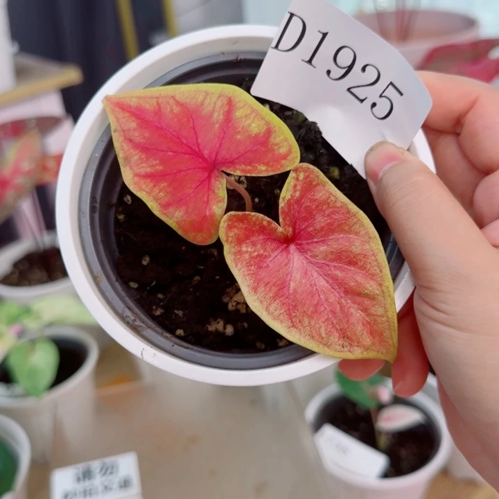 无花朵泰彩血橙D1925..