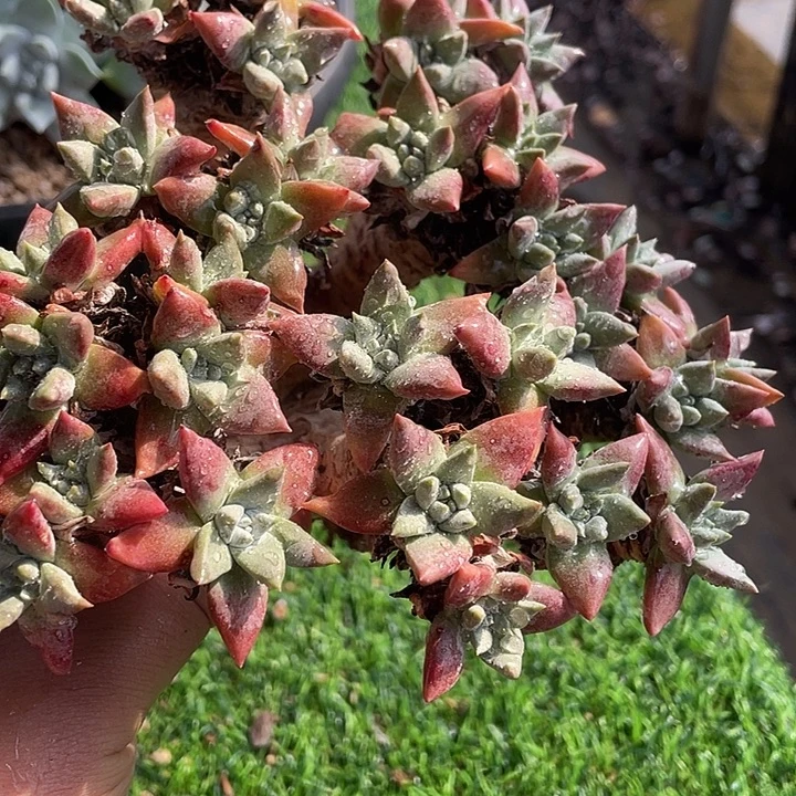 大叶花朵苹果叶杂交粗桩福利