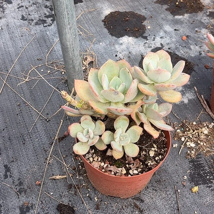 *****480血凤脱土发货不退不换