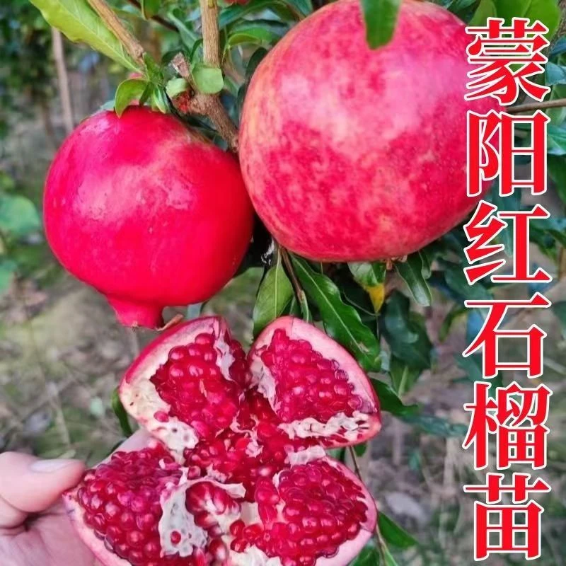 锦坤家正宗蒙阳红大果果树甜石榴（硬籽）石榴树苗（营养杯发货）