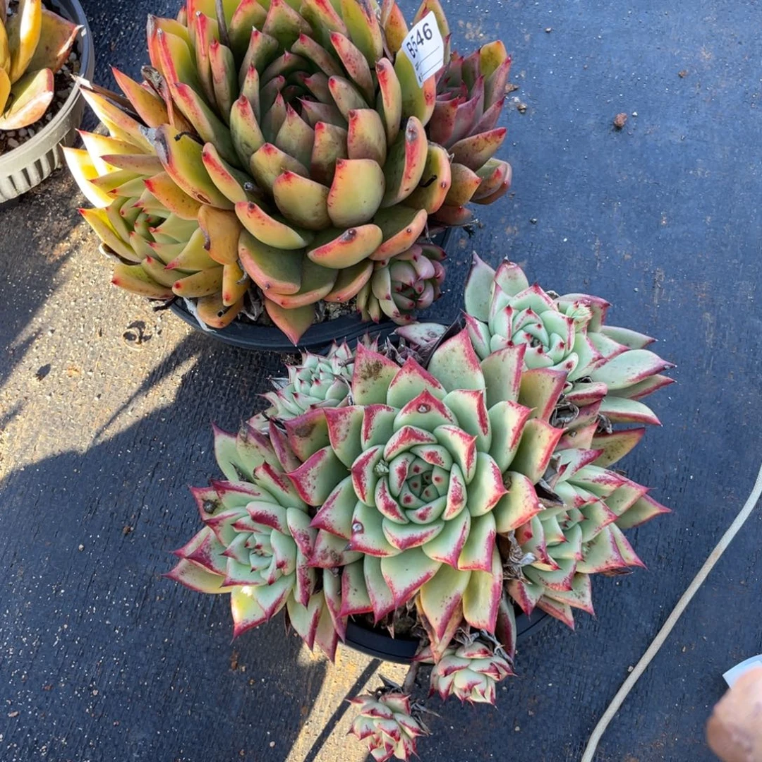 无花朵若如东云单拍B546