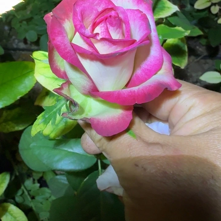 无花朵杜卡迪中苗