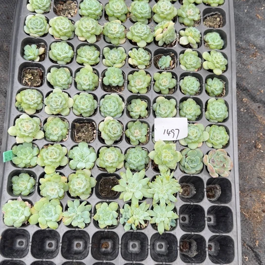 1497 号1半托满20包邮