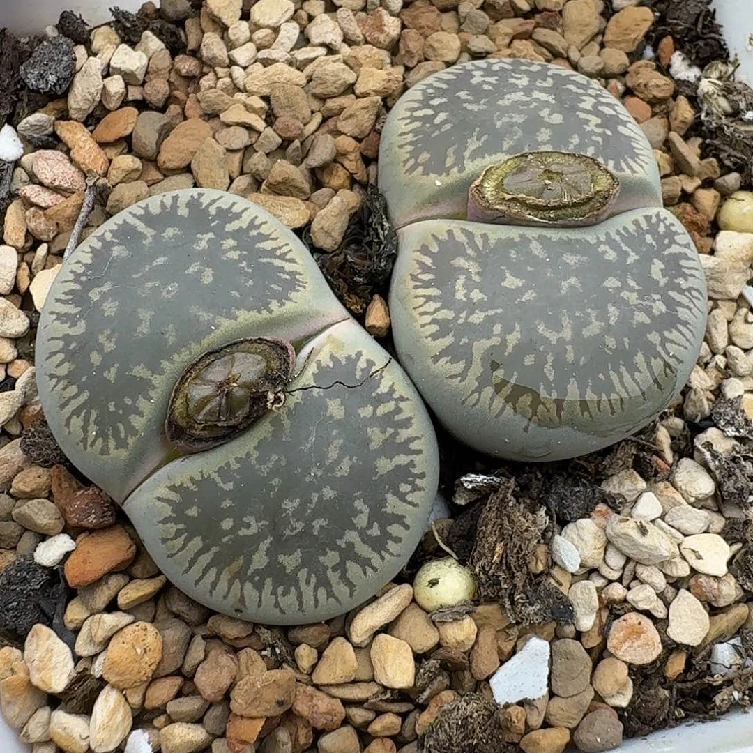 601多肉哈哈给哈哈乖宝贝