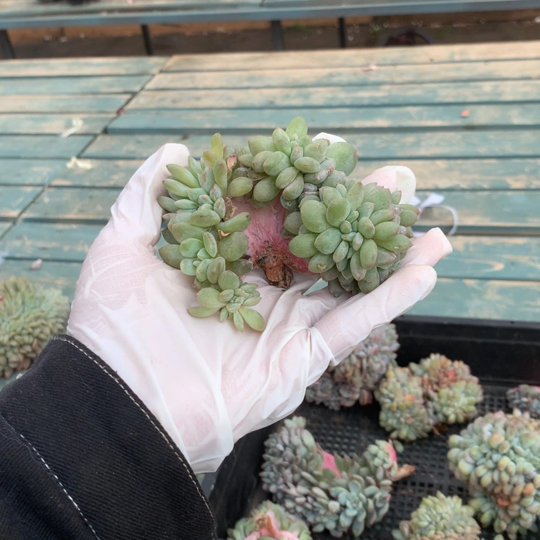 无花朵哈哈哈哈哈哈哈哈哈3