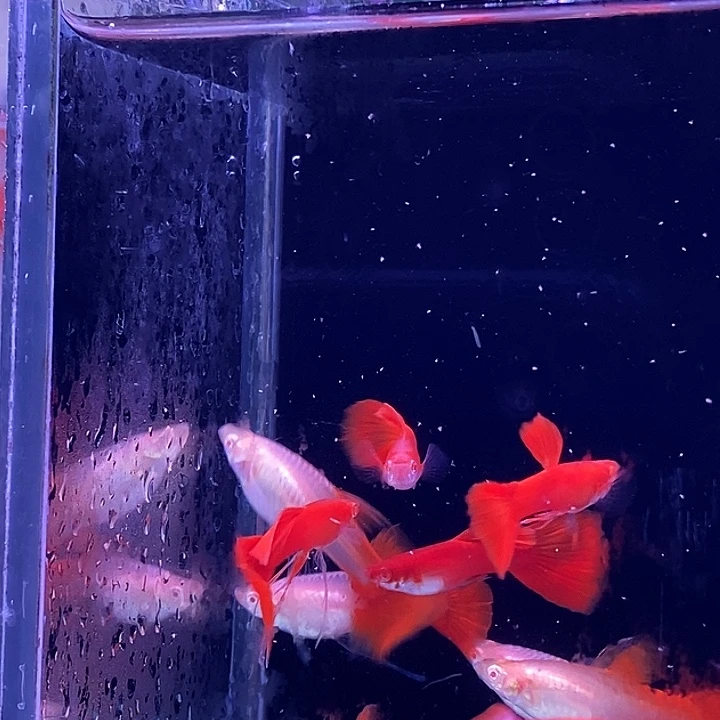 孔雀鱼血红飘5对孔雀