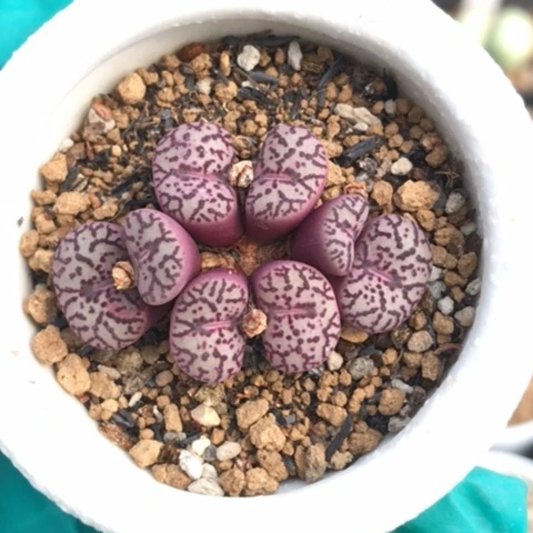 多肉肉锥 优选714墨小锥