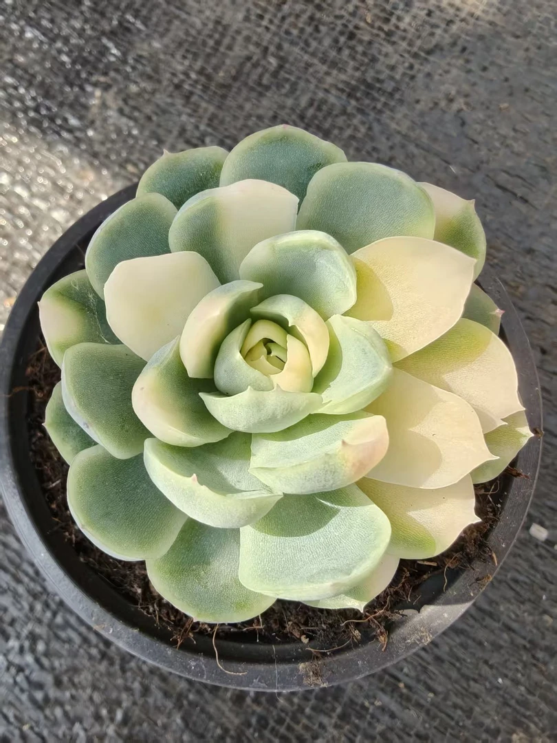 贝瑞锦花脸5cm起，锦上园艺量拍