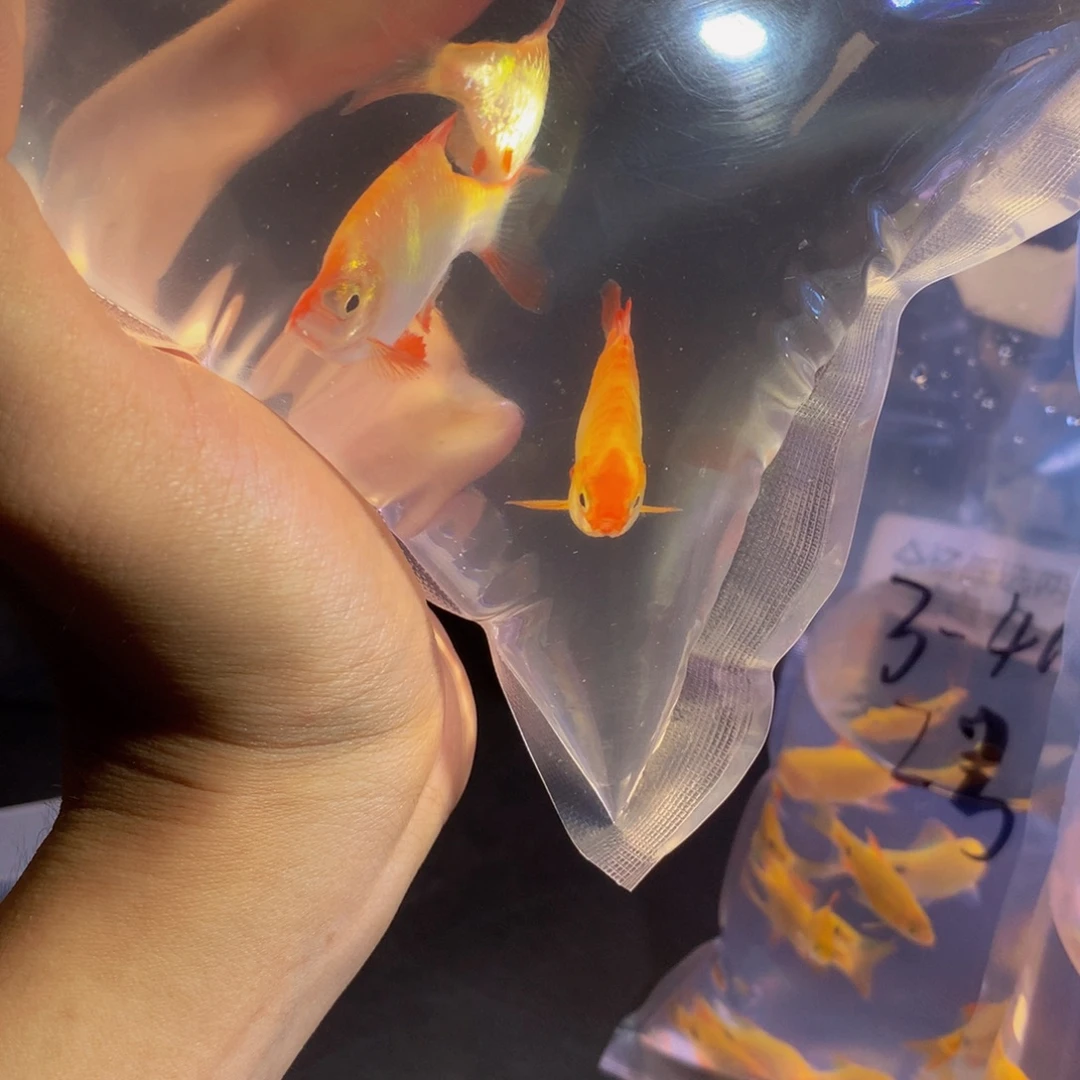 我***云虎皮鱼3条大虎皮 2大大大1大