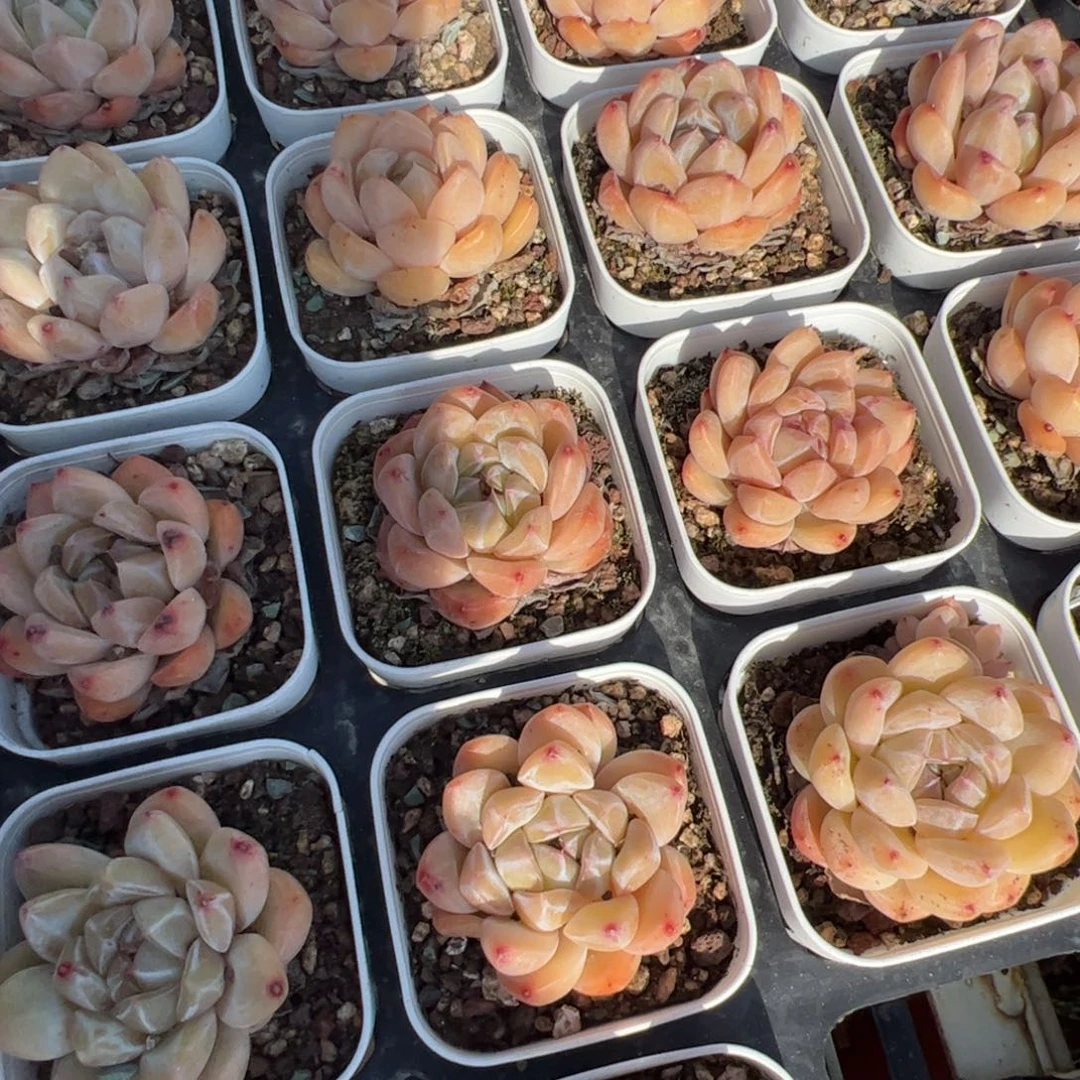 钻石珍妮 满30包邮发货