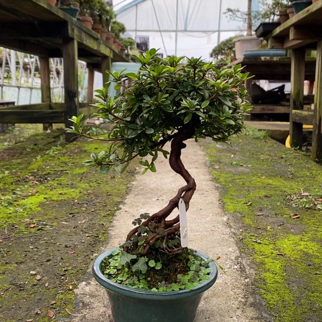 无花朵P****s提根杜鹃