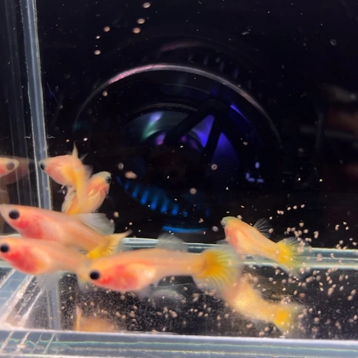 孔雀鱼福利玻璃猫6条缎带公