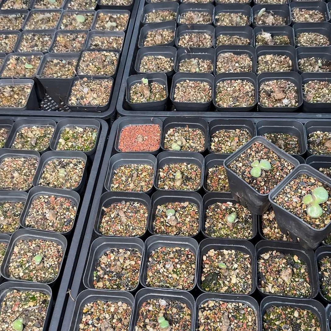 洌***两个糖豆奇峰锦定向的