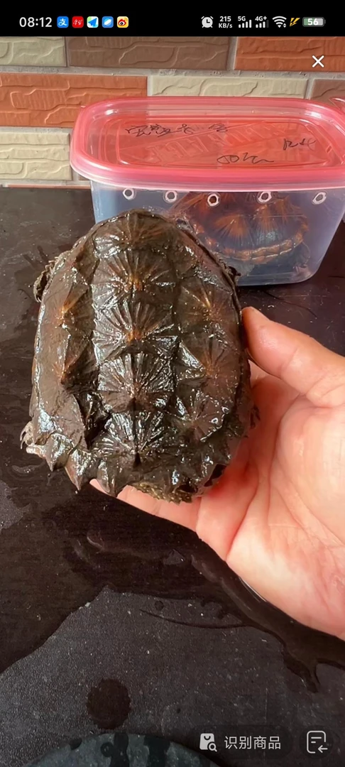 观赏性纯种小鳄龟（直播间专用）