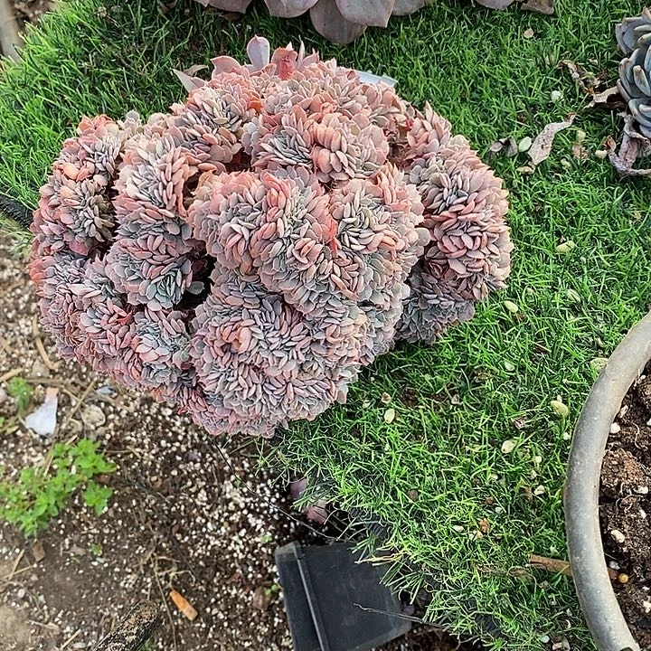 天赐缀化包邮福利