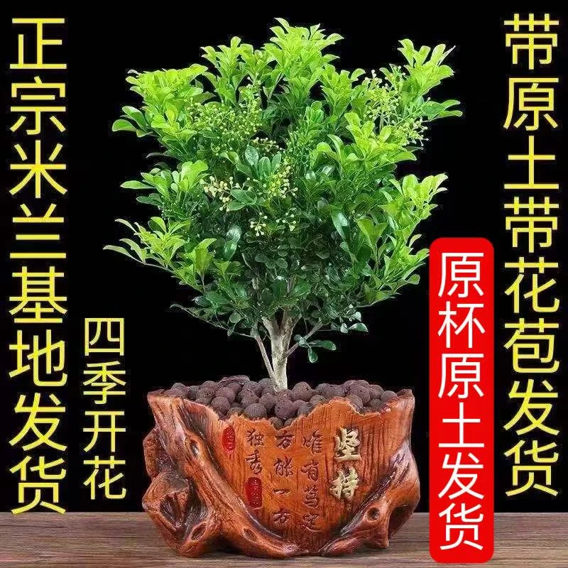 米兰花盆栽苗浓香型阳台开花绿植四季常青芳香植物室内带花发货