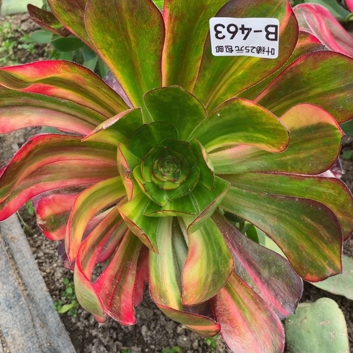 463巫毒七彩嫁接多肉12345678