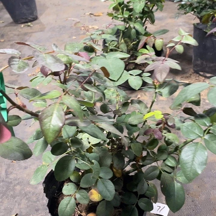 少量花朵（建议范围：2朵-5朵 或40%以下）51梅昂胭脂