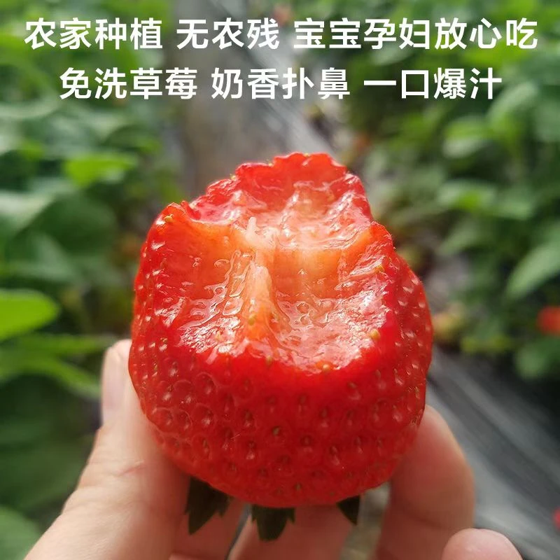 丹东九九正宗红颜九九草莓中大果奶油草莓{京东次日达}