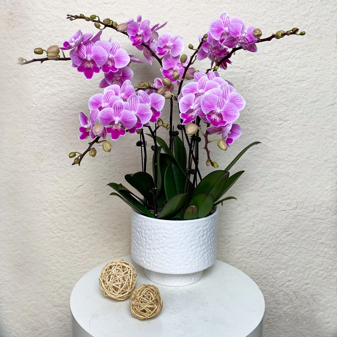 【超群2117】欧洲鲜花蝴蝶兰 大花舌 带条纹 粉色系高端桌面花卉