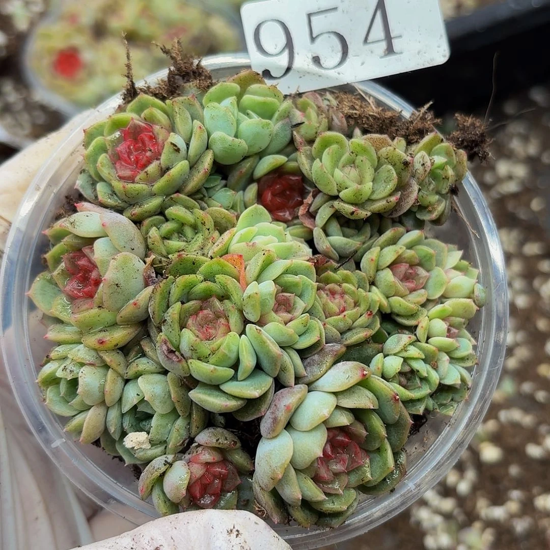 多肉植物多肉植物954