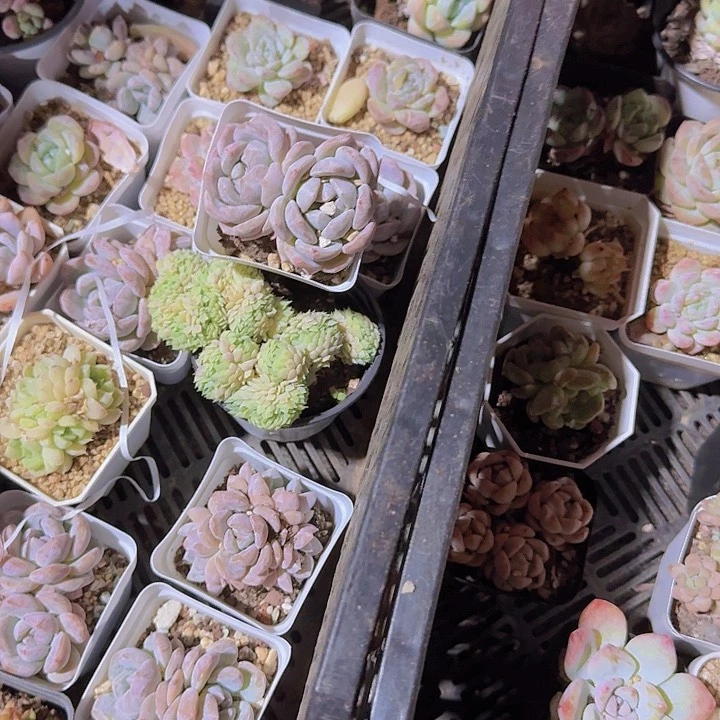 一组5个不指定小精品