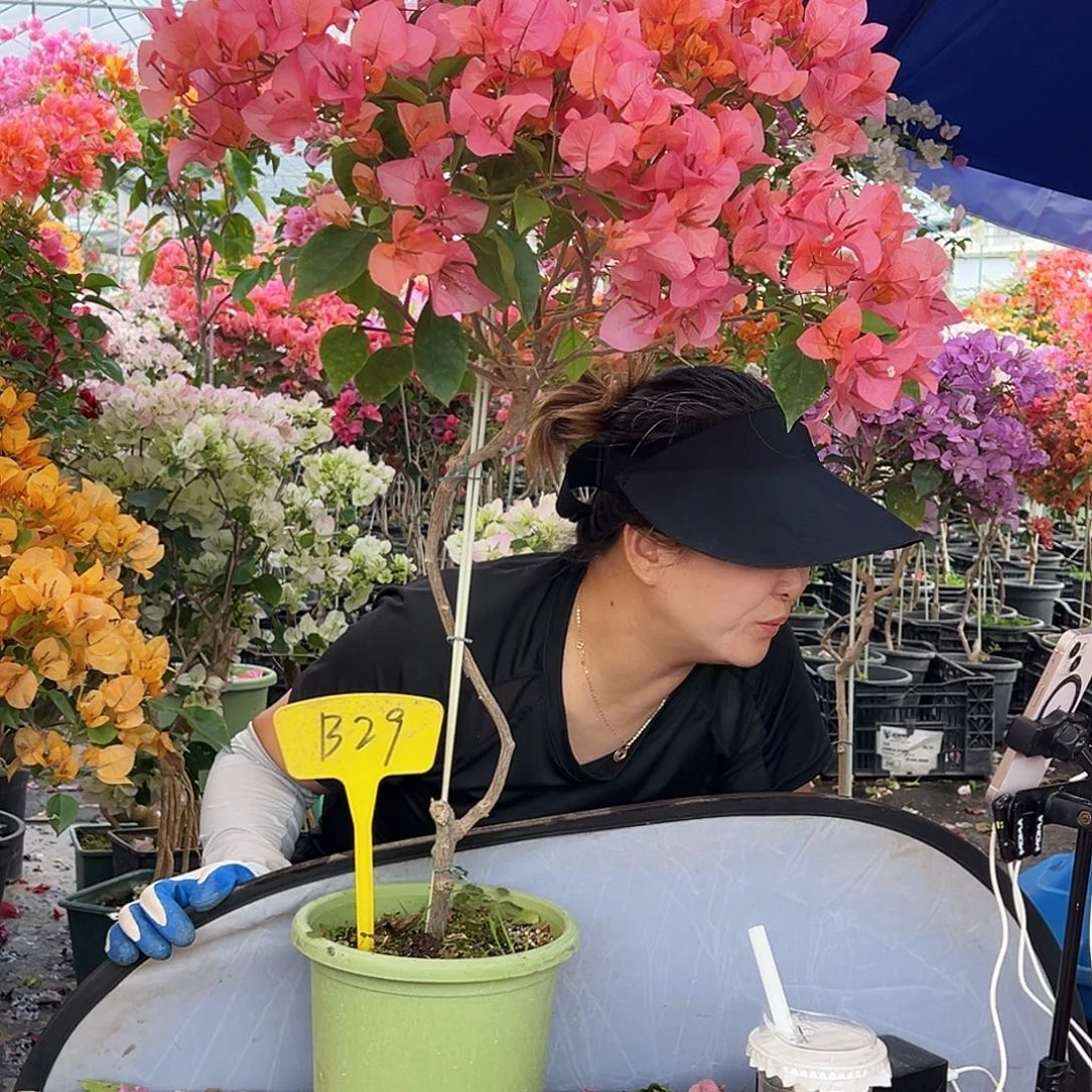 ご***ご大部分花苞少量开放B29波妹