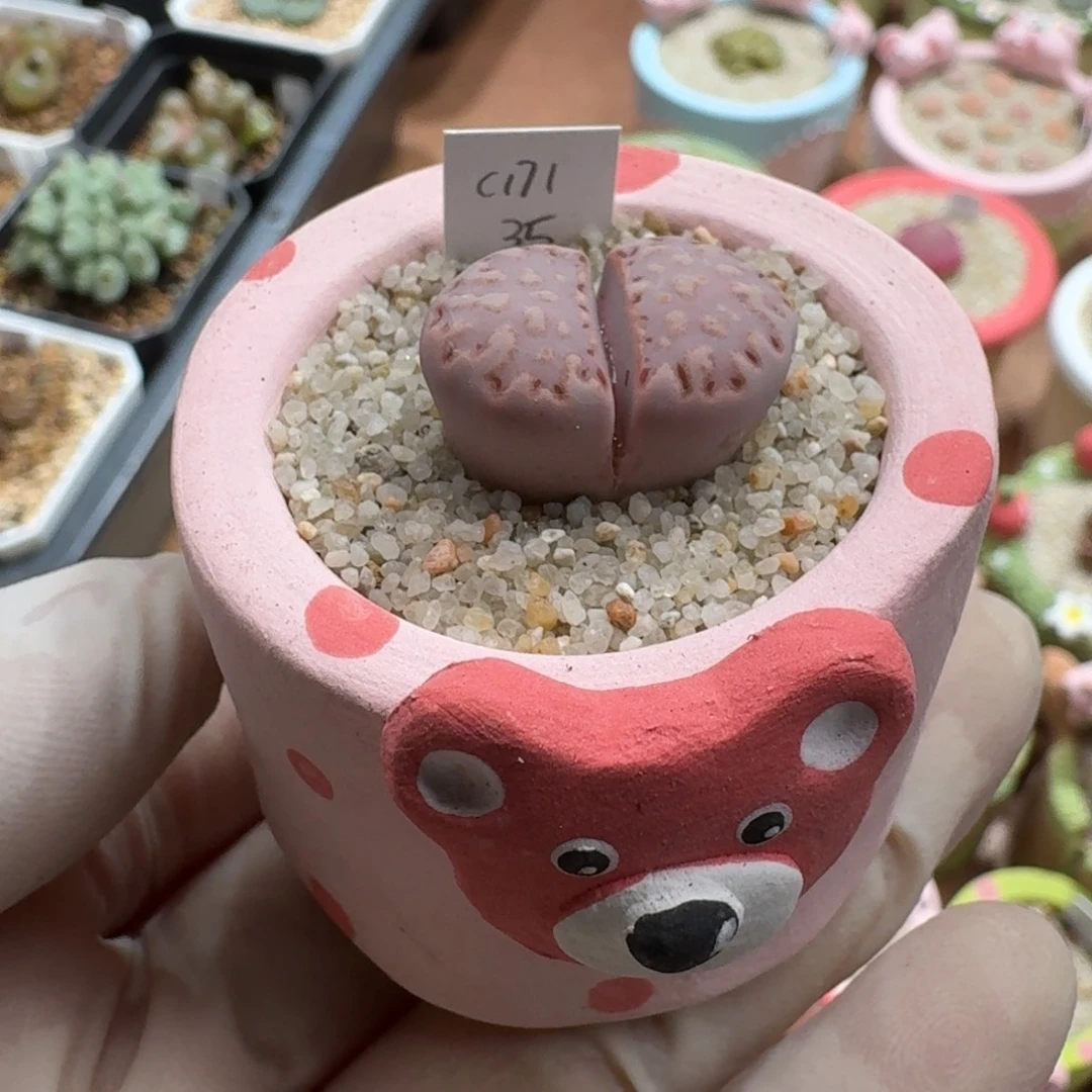 雨***點1215-017连盆带花饼干