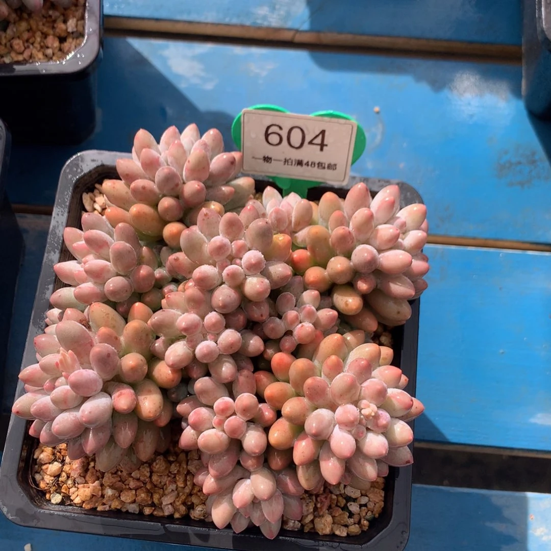 婴儿手指无砍平头604