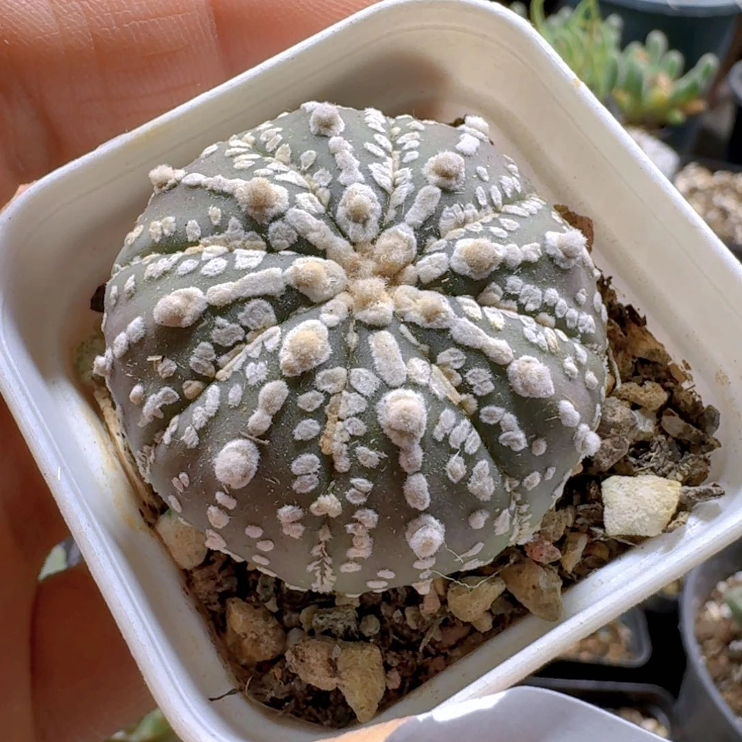 628连线兜带盆发货自根