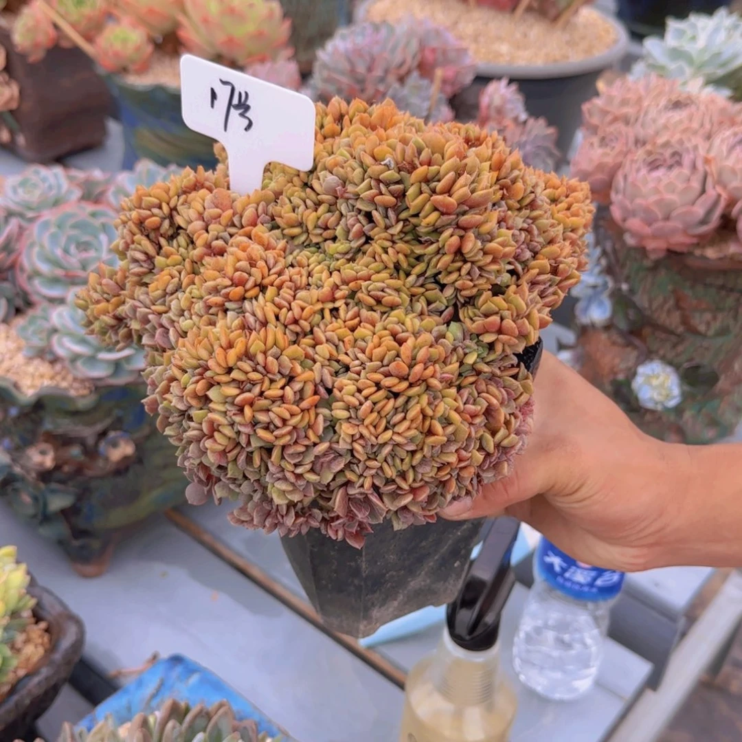 17大红袍醉多肉植物