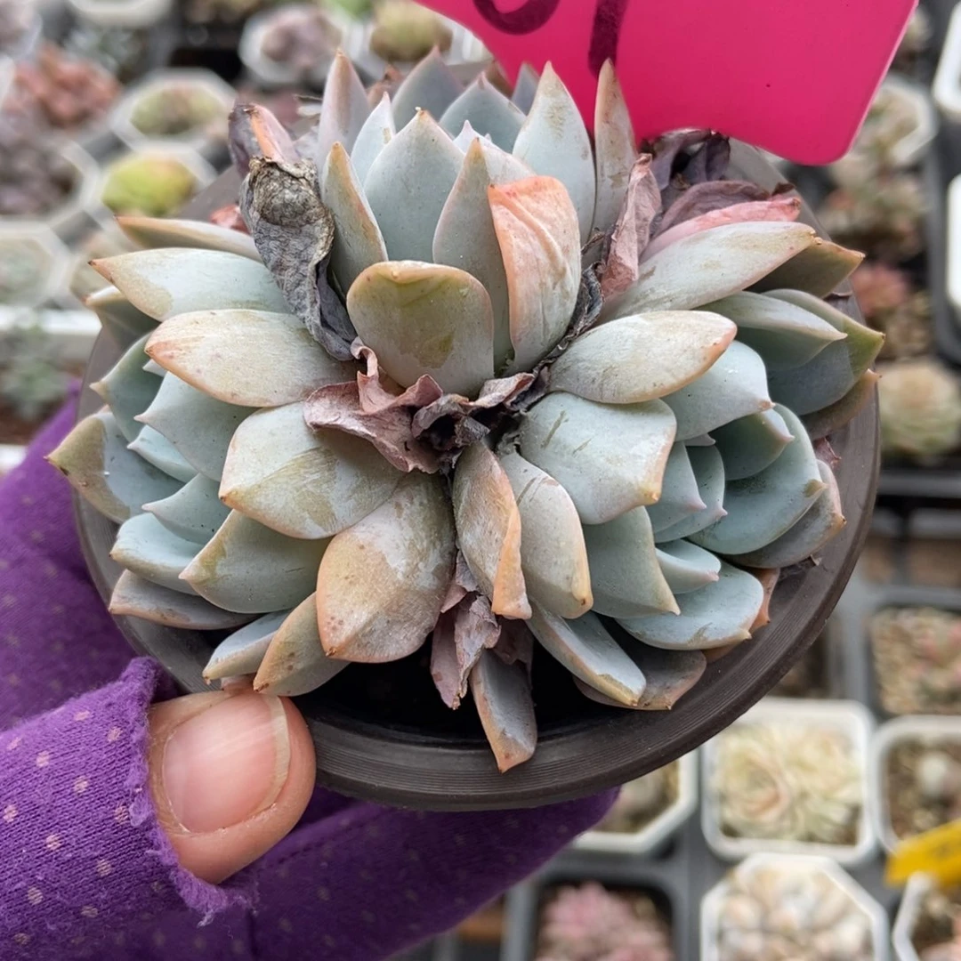 61白茶多肉植物多肉