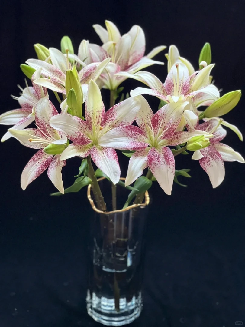 【花满堂】亚百合 赞美诗 任意两单包邮 发货后不支持退款