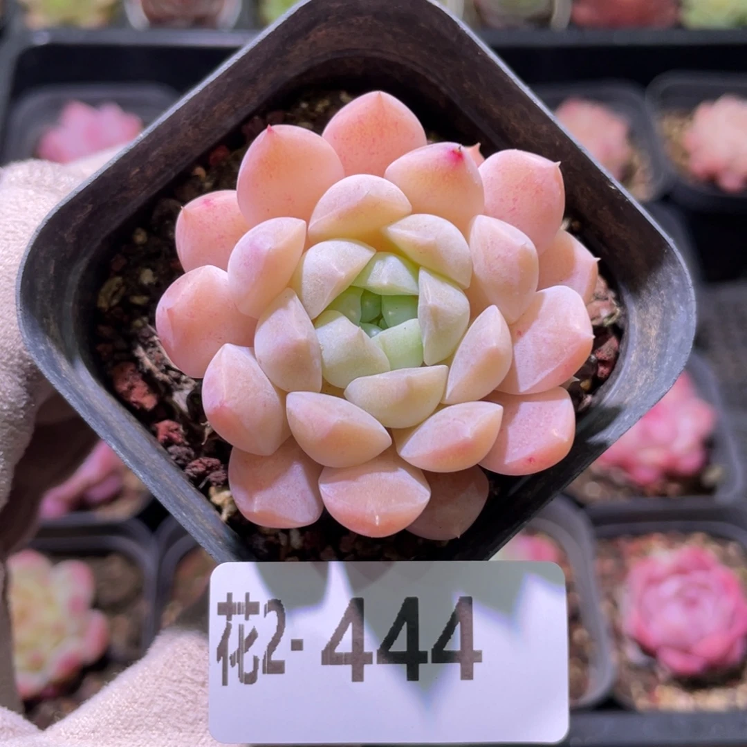 花利美2-444麦秆单头