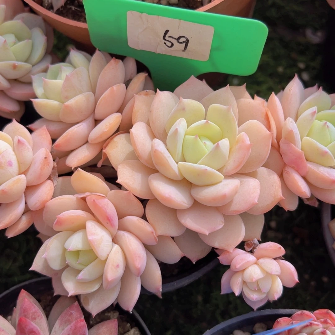 香玉的故事是一个人的