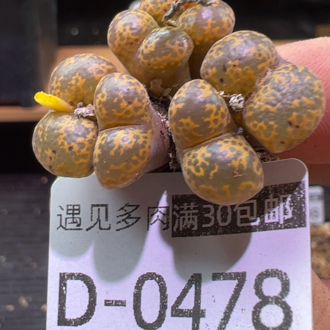 多肉植物111111111111