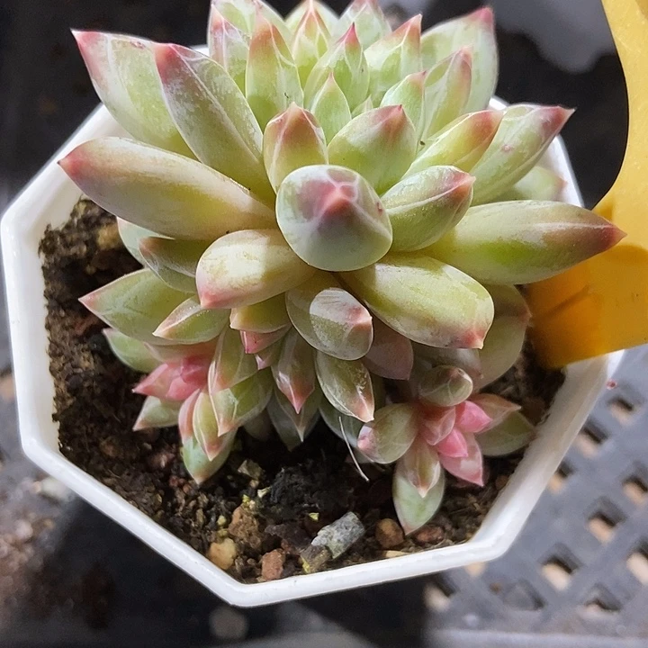 多肉植物伊丽莎白2109