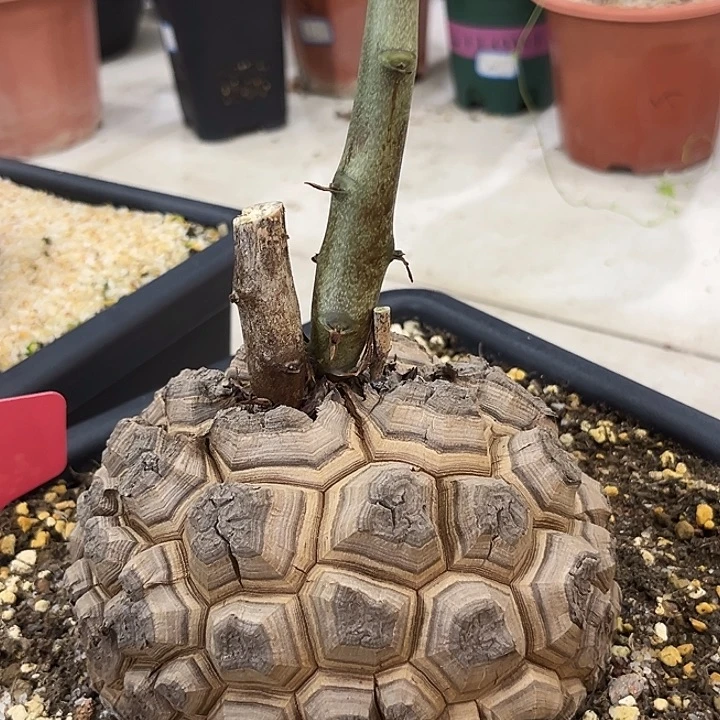 汤圆植物龟甲龙T10