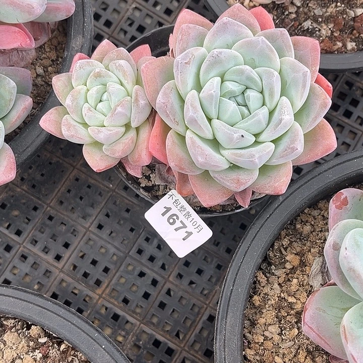 阿雅园艺。         1671