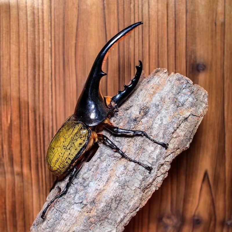 【长戟大兜虫】海格力斯最大兜虫南美洲甲虫萌新甲虫性格温顺乖巧