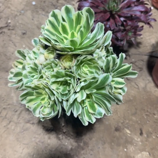 迈巴赫9.9脱土发货