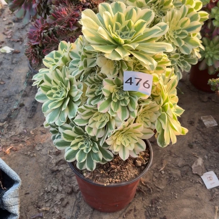 迈巴赫多肉植物不包损476