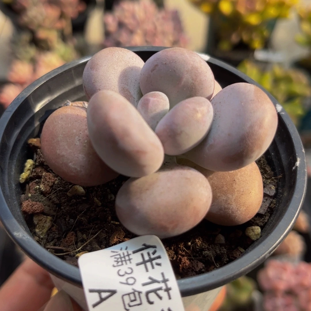 808橙雪球5cm多肉植物