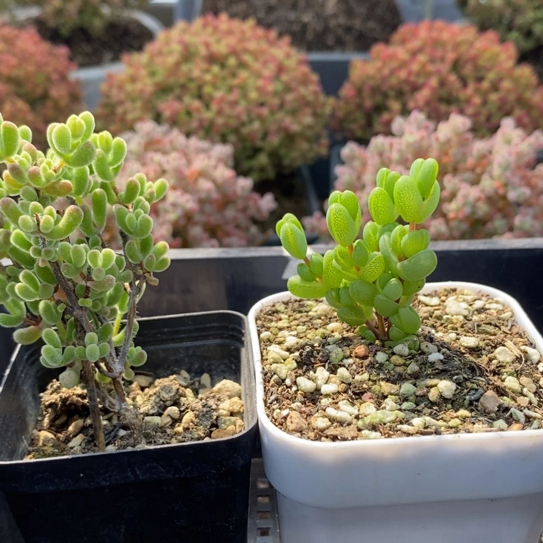 有***走组合5626枝干番杏