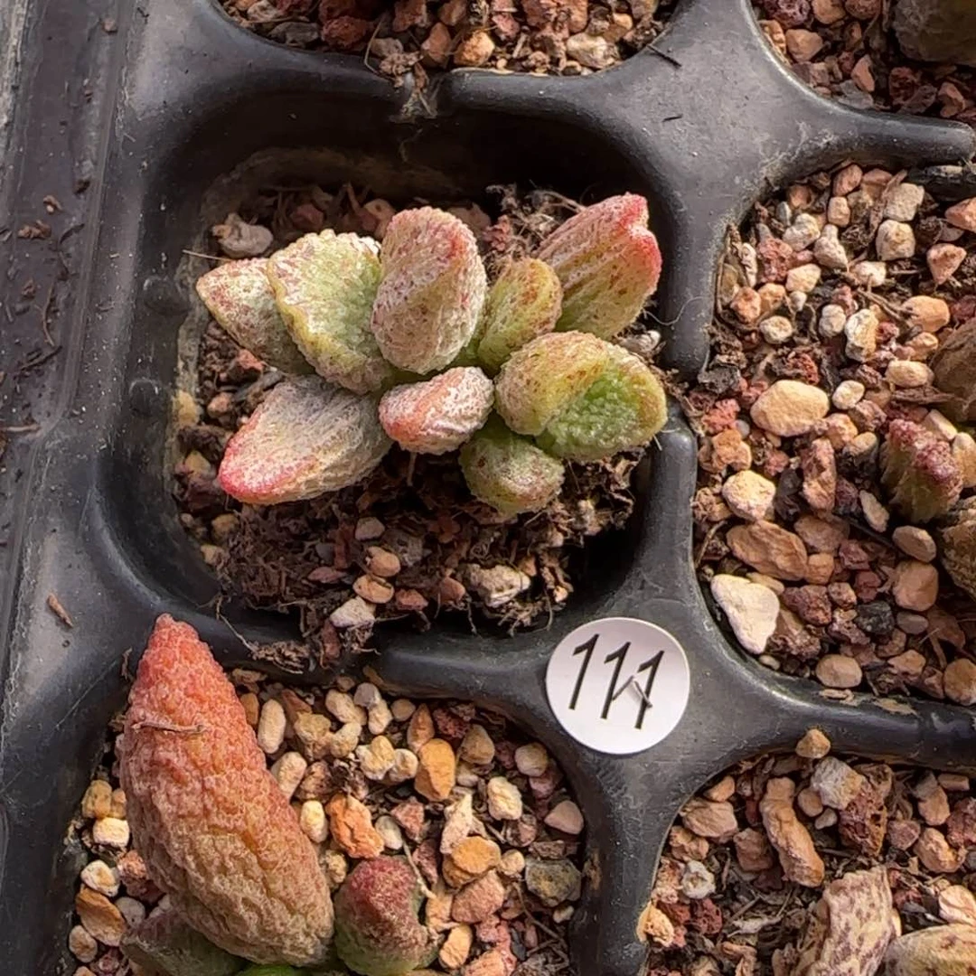 七彩仙女水泡多肉植物111