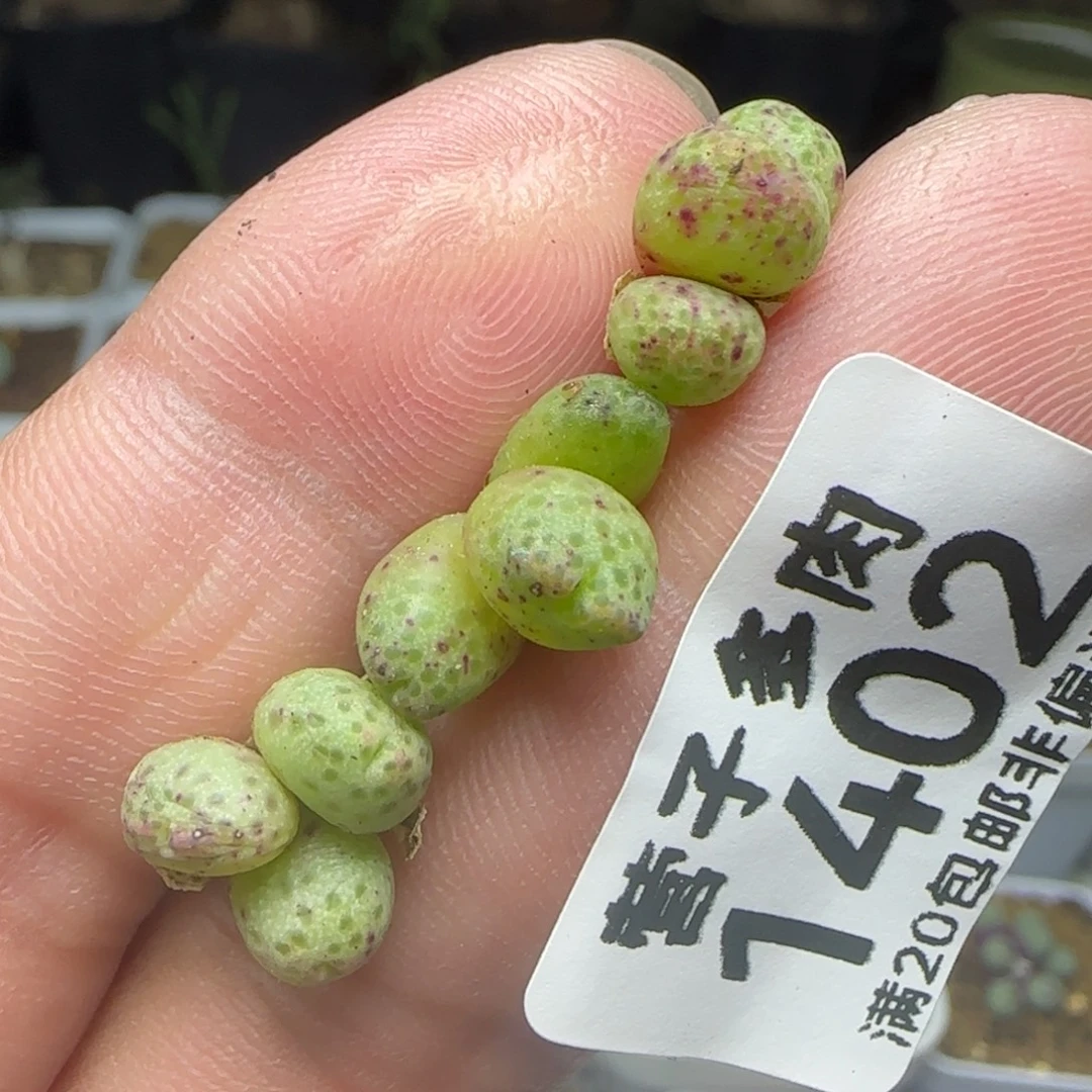 草莓斑马。3颗3头。