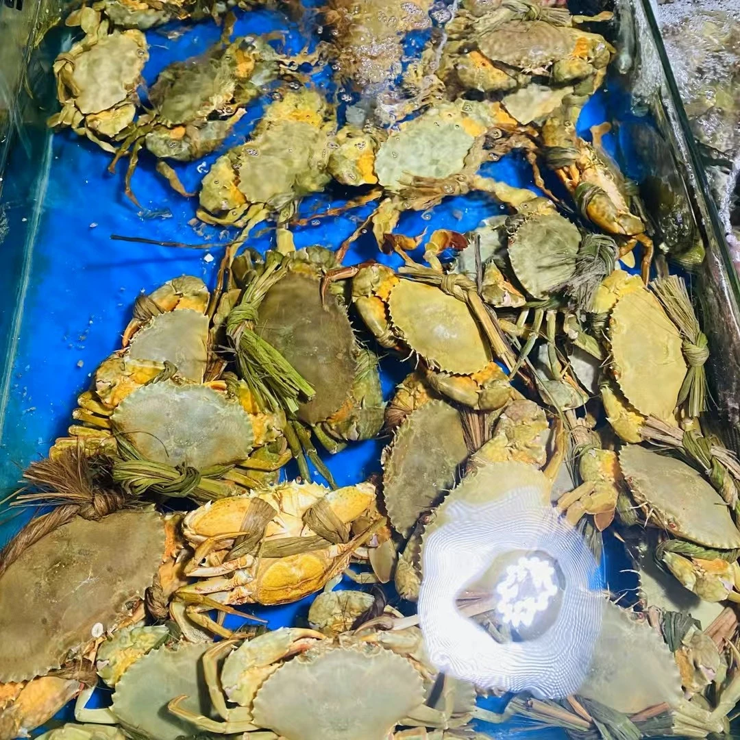 鲜活生猛野生青蟹500g蟹同城配送海鲜