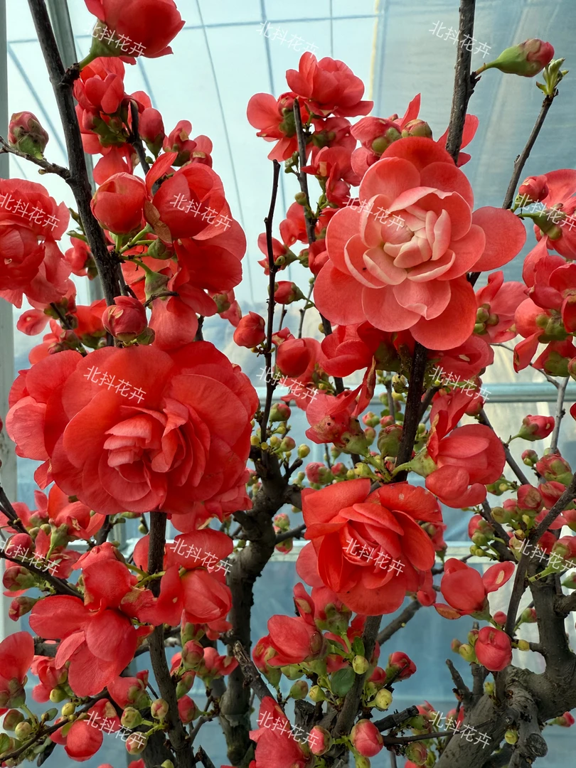 稀少品种【红粉佳人海棠】10年老桩精品苗 南北方种植带花芽