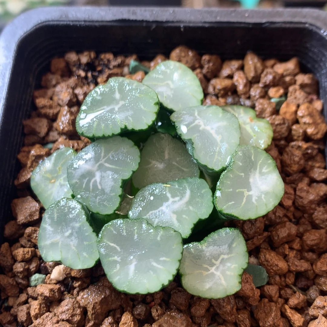 福莱雅万象一物一拍